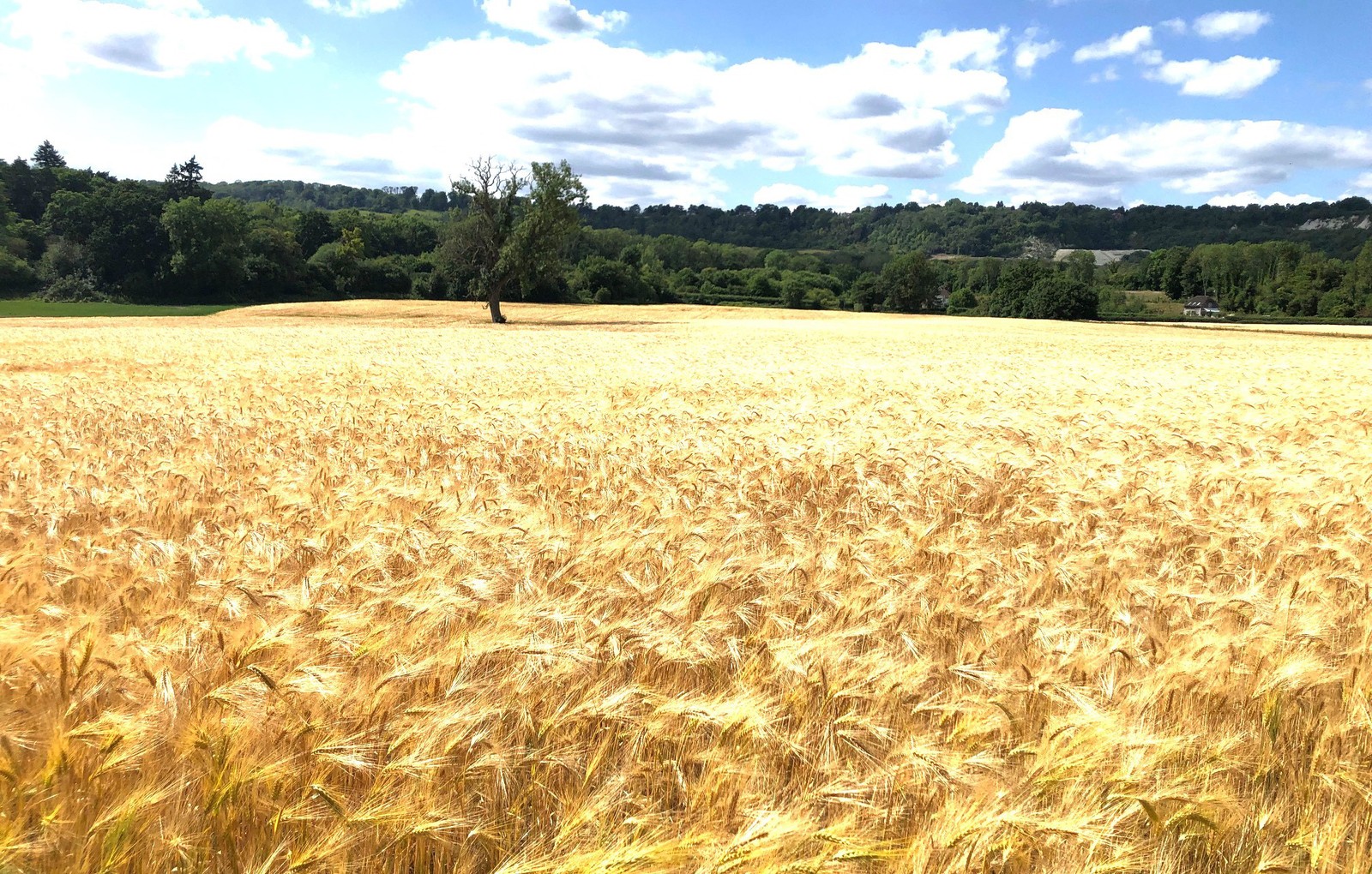 Stoney Field appeal withdrawn